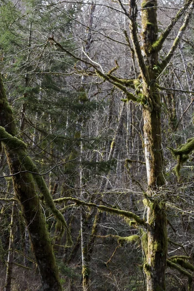 Крупный мох, покрытый деревьями в дождевом лесу — стоковое фото