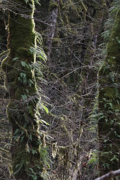 Папороті і мох, що звисають зі стовбура кедрового дерева в дощовому лісі — стокове фото