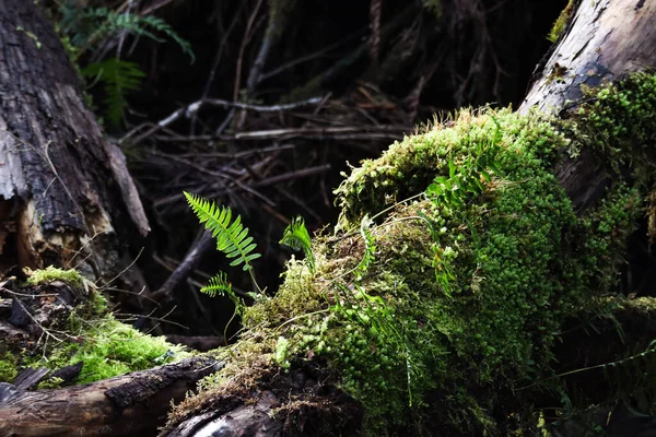 Samambaia e musgo crescendo em árvores de floresta tropical — Fotografia de Stock