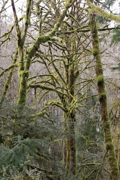 Uzun yosun ağacı ormanda canlı yeşildir. — Stok fotoğraf