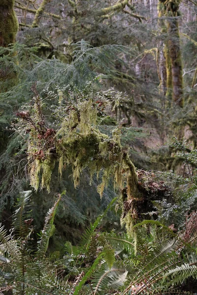 Ast von umgestürztem Baum lebendig im Wald — Stockfoto