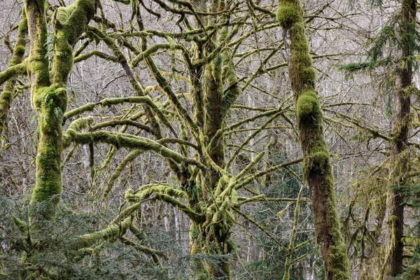 Яркий зеленый мох, растущий на деревьях в весеннем тропическом лесу — стоковое фото