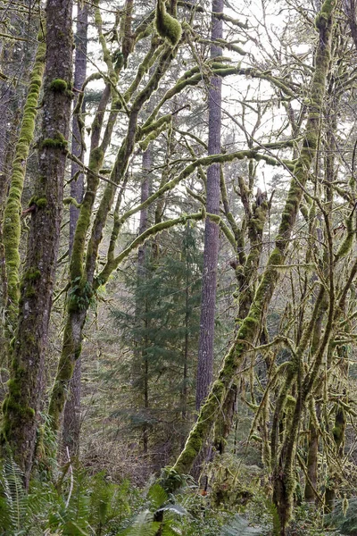 Yosun ve eğreltiotlarıyla parlak yeşil yağmur ormanları — Stok fotoğraf