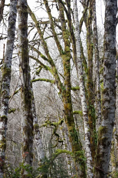 Яркие участки зеленого мха, растущие в раннем весеннем лесу — стоковое фото
