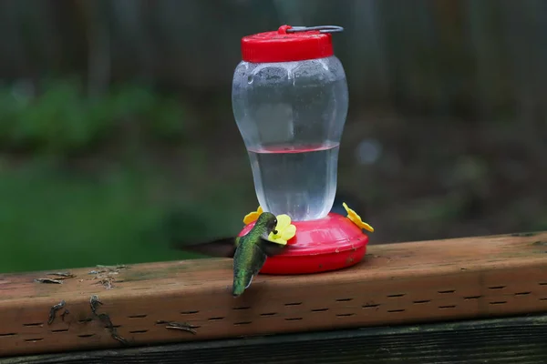 Pequeño colibrí verde bebiendo del comedero —  Fotos de Stock