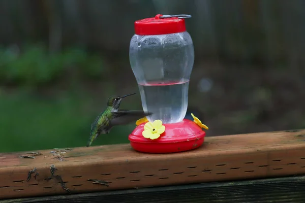 Beija-flor com asas embaçadas pairando pelo alimentador — Fotografia de Stock