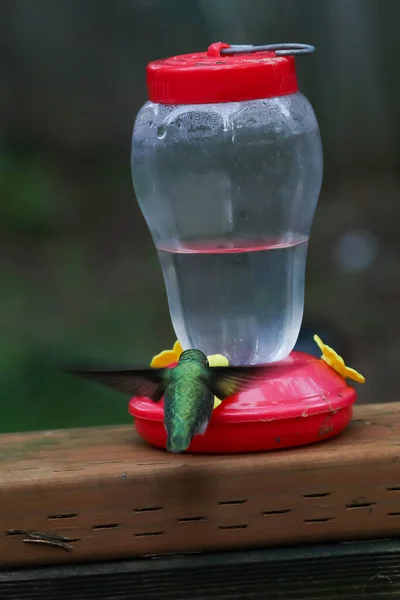 Piccolo colibrì bere fuori di alimentatore sul portico — Foto Stock