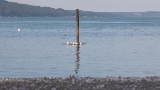 Post marino con flotadores blancos balanceo en el canal de la capucha — Vídeos de Stock
