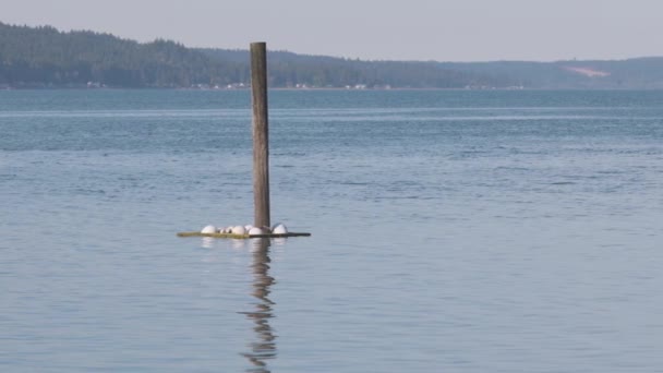 Panning de lado a lado de suporte de madeira com flutuadores marinhos — Vídeo de Stock