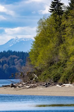 Parlak mavi gökyüzünün altında kıyı şeridini kaplayan büyük çam ağaçları