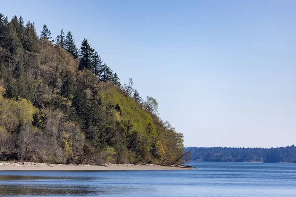 Large pine trees covering the shoreline below a bright blue sky — Stock Photo, Image