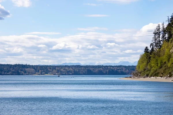 De grands pins recouvrant le rivage sous un ciel bleu vif — Photo