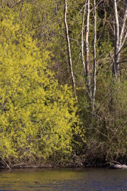 Ormanla kaplı güneşli nehir kıyıları