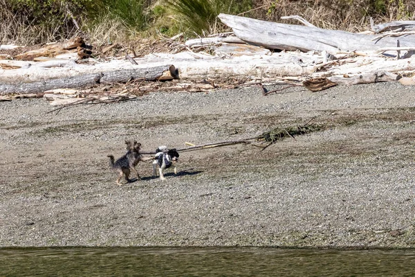 Zwei kleine Hunde spielen zusammen am Strand — Stockfoto