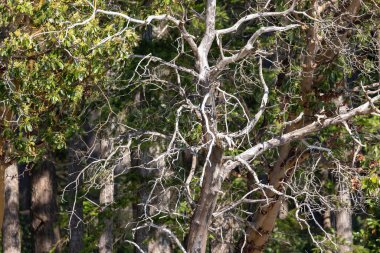 Bir medresenin açık beyaz dalları yapraklara karşı