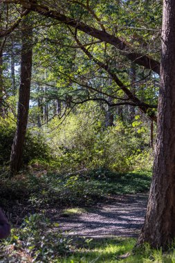 Kalın çalıları olan ağaçlar yürüyüş yolunda