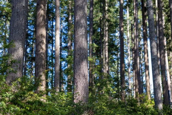 many tree trunks sticking straight up in dense forest