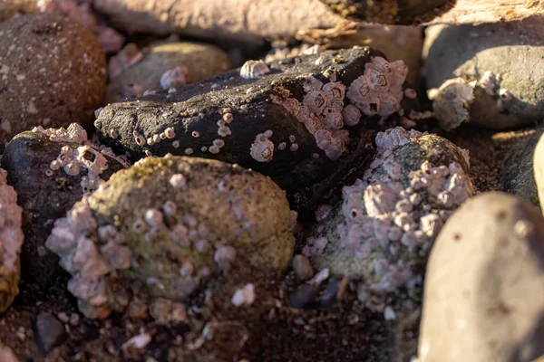 Közeli részleteket a kis barnicles a sziklás tengerparton — Stock Fotó