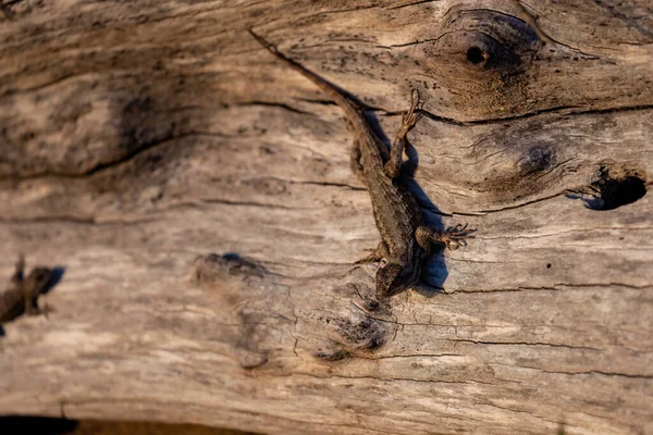 Lizzard de clôture ouest accroché au côté d'une grande épice de bois flotté — Photo