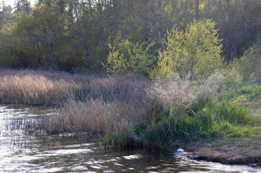 Washington 'da bir gölün kenarında büyüyen uzun otlar.