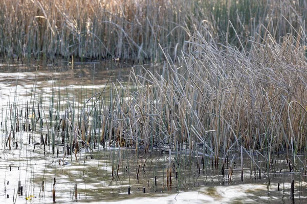 Hierbas altas que crecen en el borde de un lago en el estado de Washington — Foto de Stock