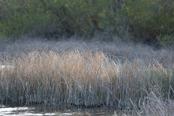 Wysokie jedwabne trawy rosnące na skraju jeziora w stanie Waszyngton — Zdjęcie stockowe