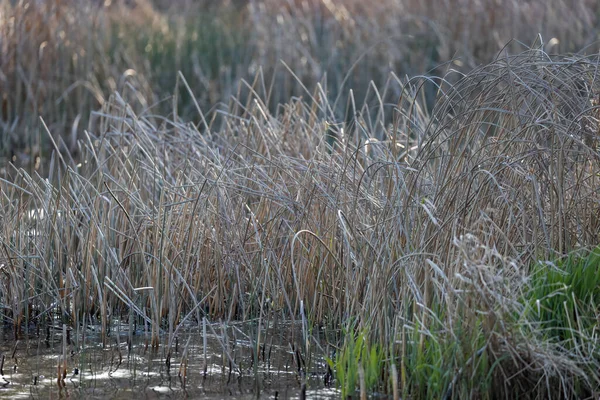 Wysokie jedwabne trawy rosnące na skraju jeziora w stanie Waszyngton — Zdjęcie stockowe