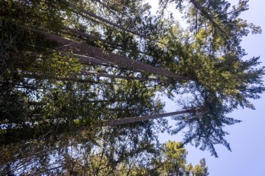 Yazın mavi gökyüzü olan Washington eyaleti ormanlarında ağaçlar