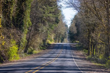 Güneşli bir günde ormanın içinden geçen uzun bir yol.