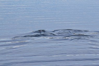 Küçük bir kapsülde yunuslar konser limanının yakınındaki su birikintisinde yüzüyorlar.