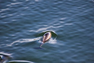 Küçük bir kapsülde yunuslar konser limanının yakınındaki su birikintisinde yüzüyorlar.