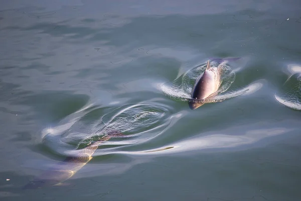 Delfiner i en liten kapsel simmar i puget ljud nära gig hamn — Stockfoto