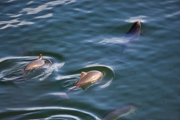 Golfinhos em uma pequena vagem nadando em puget som perto do porto gig — Fotografia de Stock