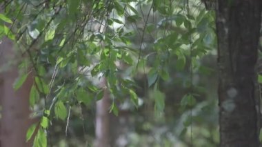 Yağmur ve dolu ormandaki yapraklara yağıyor.