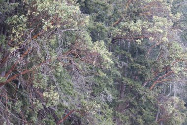 Sahildeki kayalıklardan büyüyen kalın ağaçlar.