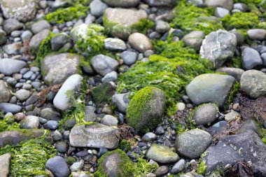 Yosun ve cebir, puget sesi boyunca taşların içinde büyüyor.