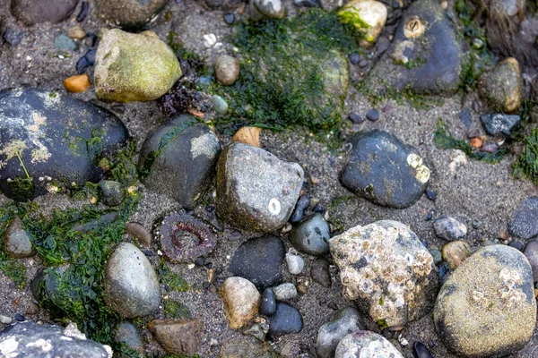 Areia rochosa com algas e anenoma na maré baixa — Fotografia de Stock