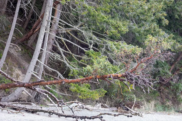 树木和漂流的木柴一座座一座的倒在海滩上 — 图库照片
