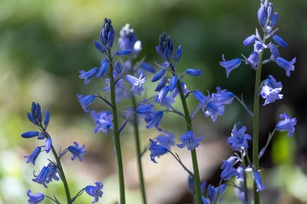 Pequeno grupo de flores bluebell em plena floração — Fotografia de Stock