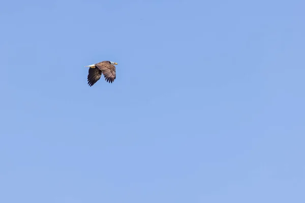 Американский лысый орел высоко парит над верхушками деревьев — стоковое фото