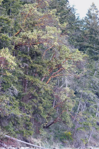 Czerwone drzewa madrony rosnące w sosnowym klifie leśnym — Zdjęcie stockowe
