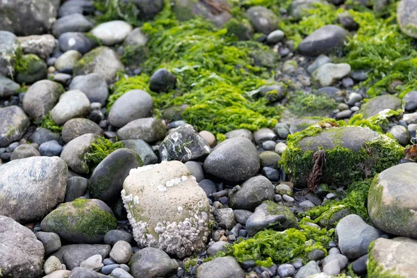 Musgo e algas crescendo em pedras ao longo do som puget — Fotografia de Stock