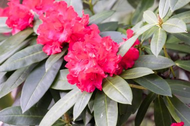 Parlak pembe rhododendron çiçekleri vahşice büyüyor.
