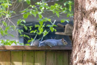 Genç gri sincap çitin tepesinde, gölgede yatıyor.