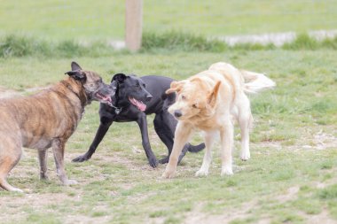 Parkta birlikte oynayan üç büyük köpek.