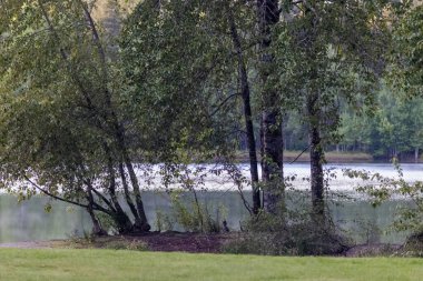 Parktaki ağaçların arkasında küçük bir göl.