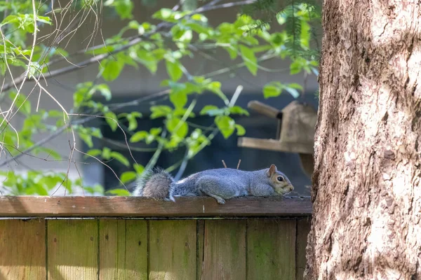 Jovem esquilo cinza que coloca na sombra em cima de uma cerca — Fotografia de Stock