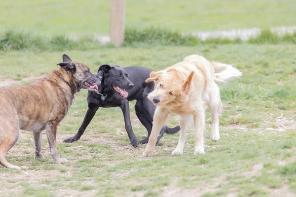 three large dogs playing in park together