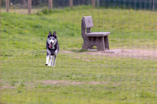 Junger sibirischer Husky läuft mit hängender Zunge — Stockfoto