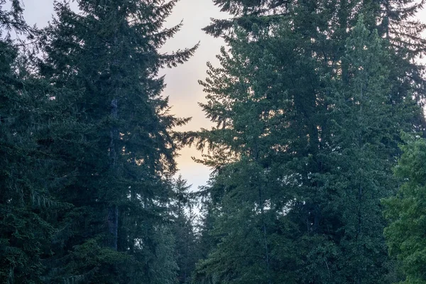 Verdes perennes vivos en la luz de la mañana temprano — Foto de Stock